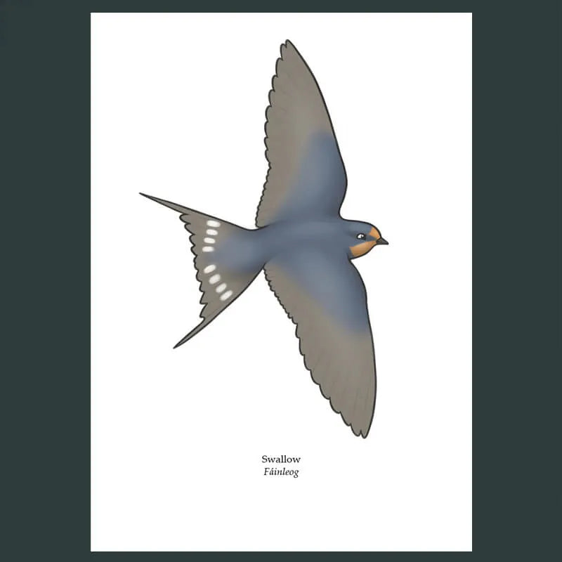 Swallow Greeting Card by Joe Hollingsworth & Oystercatcher - Perfect for Birthdays, Anniversaries & Special Occasions