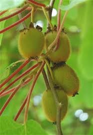 Kiwi Fruit Seeds (Actinidia Chinensis) - Heirloom Vine Plant - 50 Seeds by Seed Kingdom - Perfect for Home Gardening, Organic Farming & DIY Fruit Cultivation