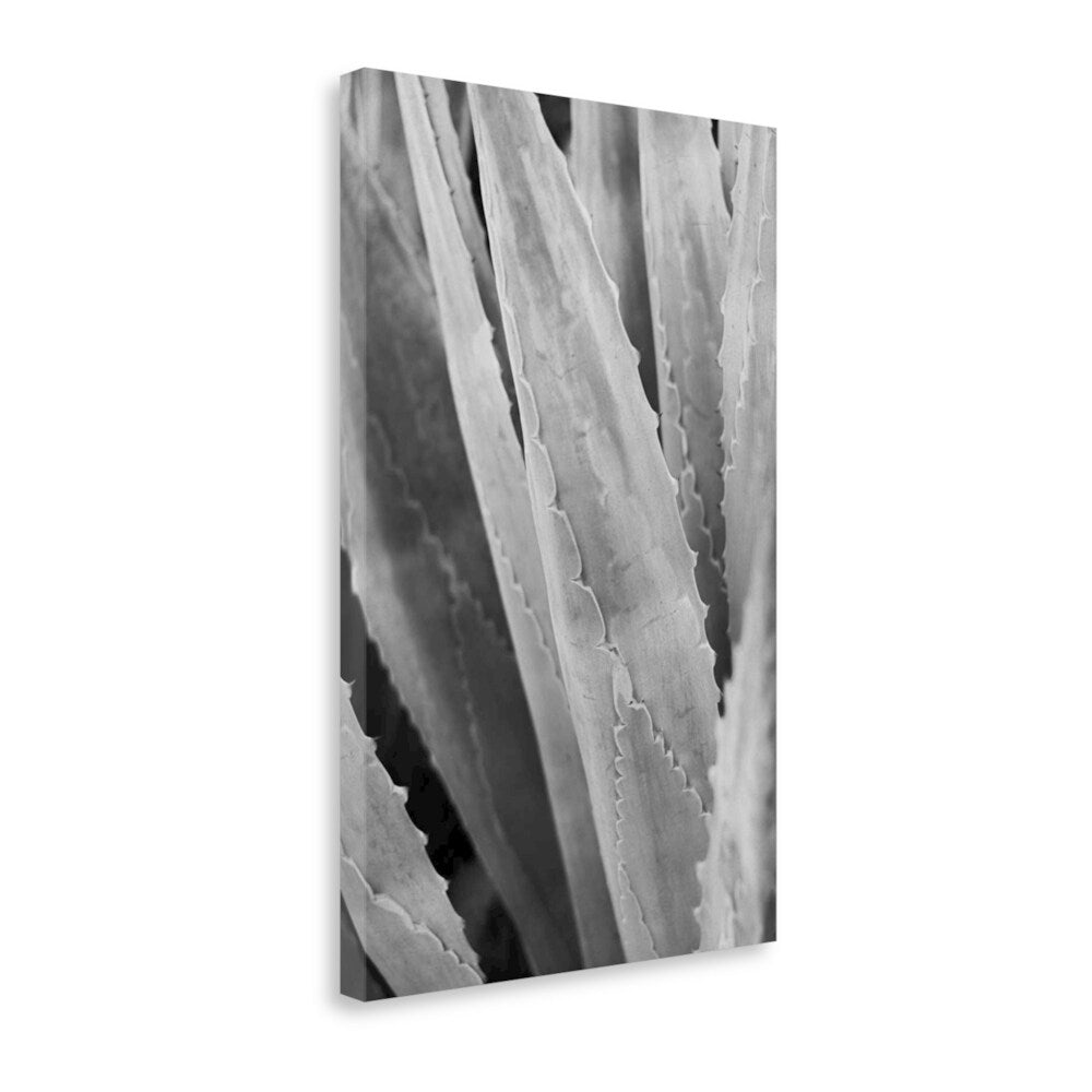 Abstract Agava IV By Elizabeth Urquhart - Premium Giclee Print on Gallery Wrap Canvas Wall Art - Perfect for Living Room, Bedroom & Office Decor