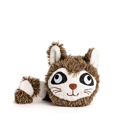 Raccoon