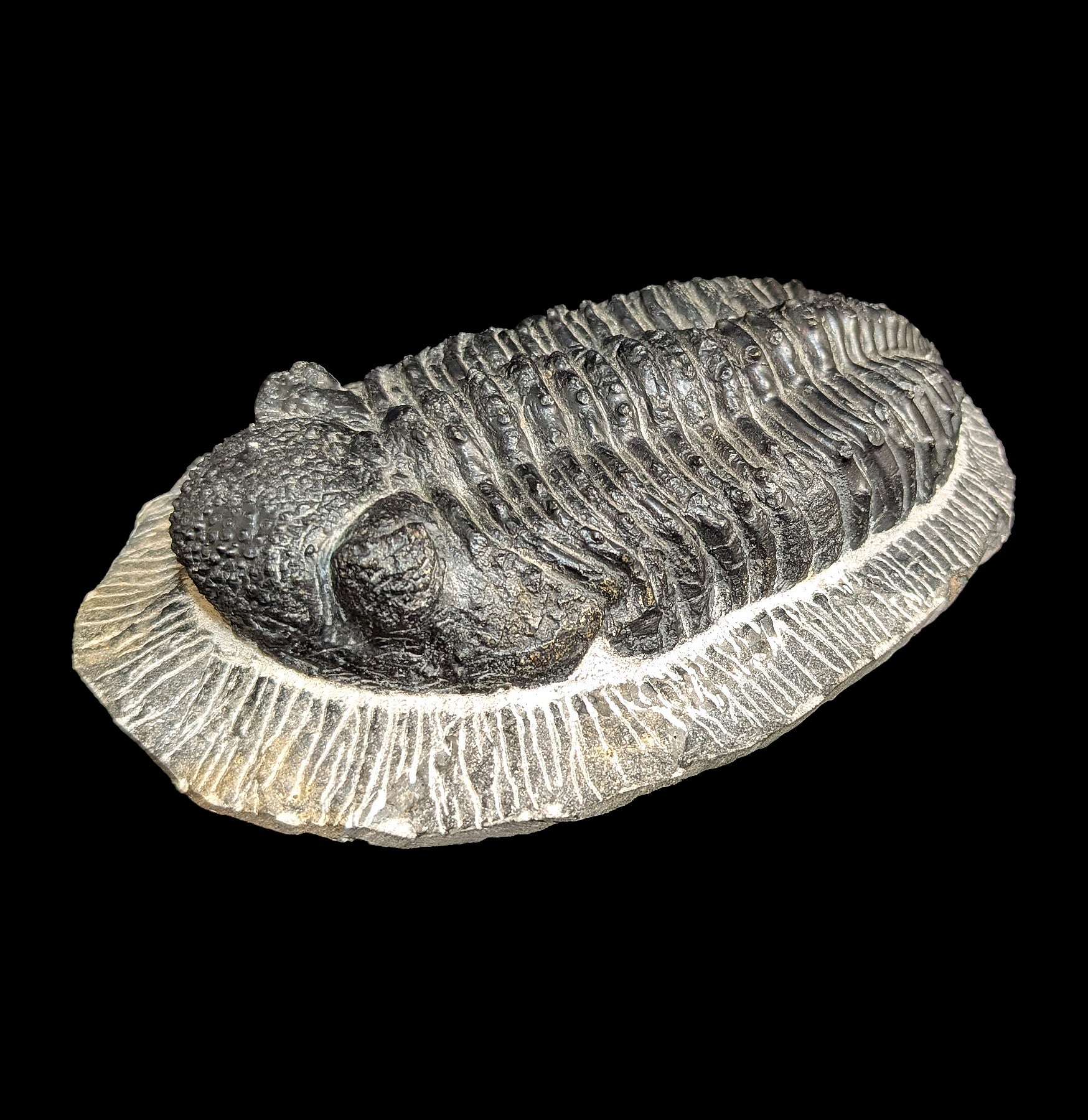 Authentic Trilobite Drotops Megalomaicus Fossil - Rare Paleozoic Era Specimen for Collectors & Home Decor | Perfect for Science Enthusiasts & Fossil Displays
