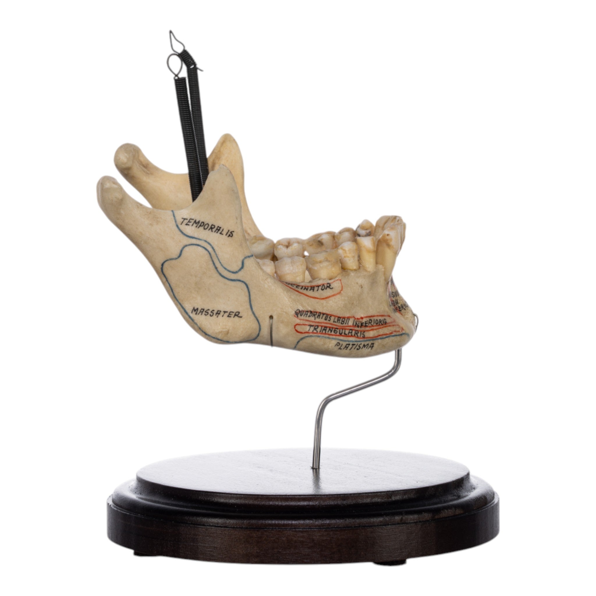 Real Human Mandible on Stand - Anatomical Skull Jawbone Model for Medical Study, Dental Education & Halloween Decor - Perfect for Doctors, Students & Collectors