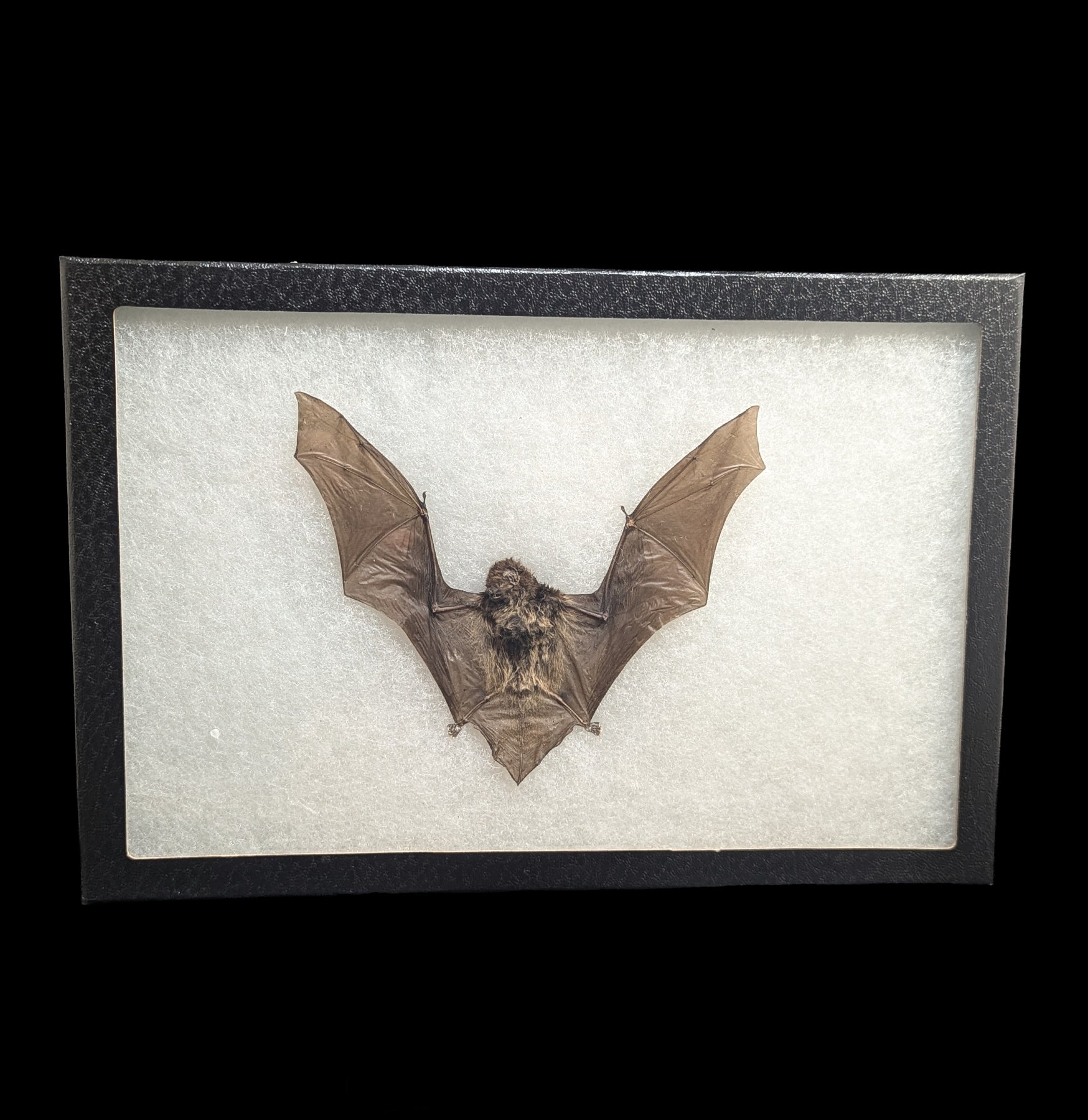 Authentic Tylonycteris Pachypus Taxidermy Bat in Riker Frame - Museum Quality Specimen for Home Decor, Gothic Display & Science Education
