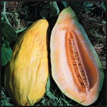 Exotic Banana Melon Cucumber Seeds - 120+ Heirloom Non-GMO Seeds (Cucumis metuliferus) by Isla's Garden Seeds - Perfect for Home Gardening, Organic Farming & Unique Fruit Cultivation