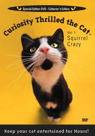 Curiosity Thrilled the Cat - Entertaining Video for Cats to Watch | Fun Visual Stimulation for Indoor Cats & Kittens