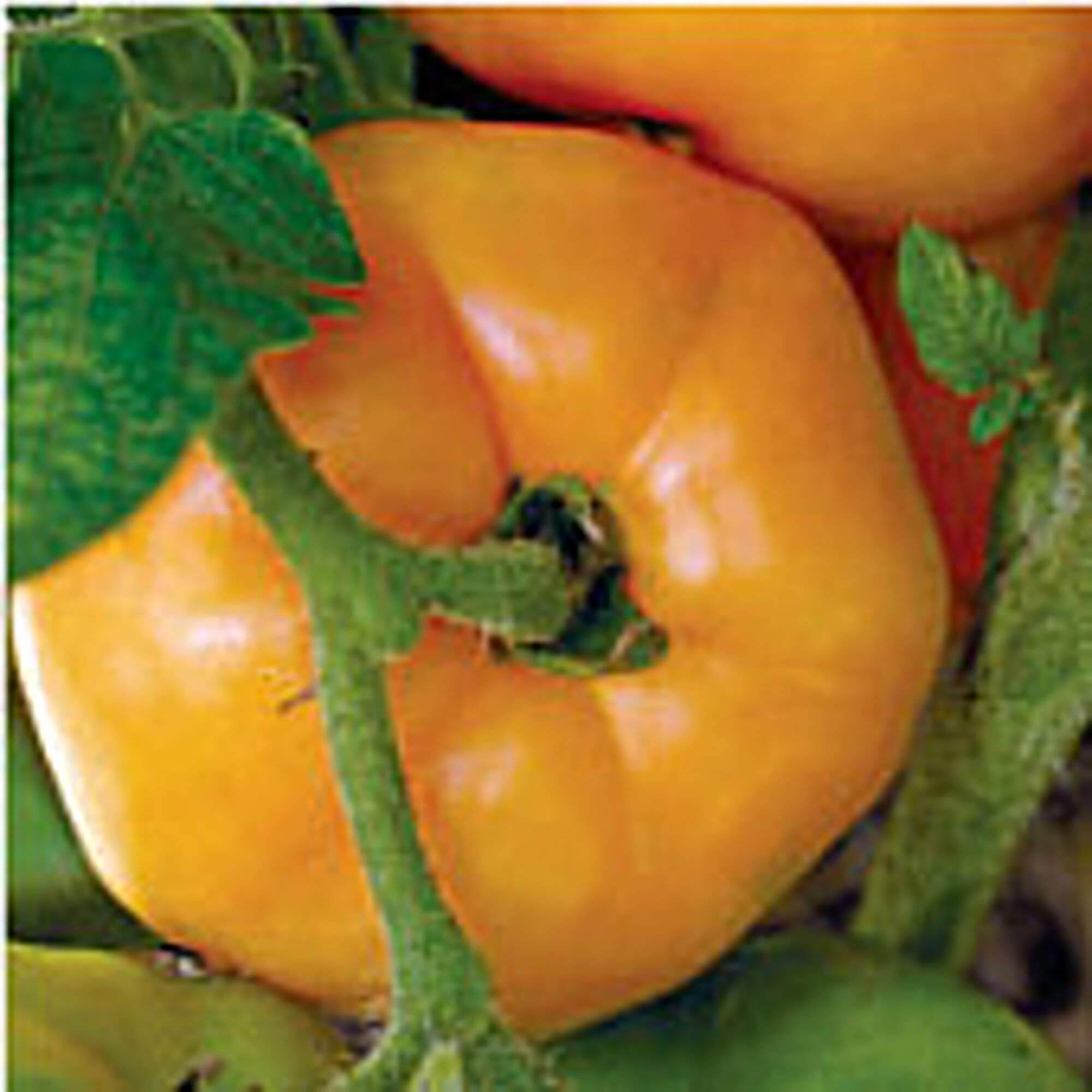Non-GMO Persimmon Tomato Seeds (20+ Seeds) - Heirloom Vegetable & Fruit Seeds for Planting | Home Garden, Greenhouse, Backyard Farming | Perfect for Salads, Sauces & Fresh Eating