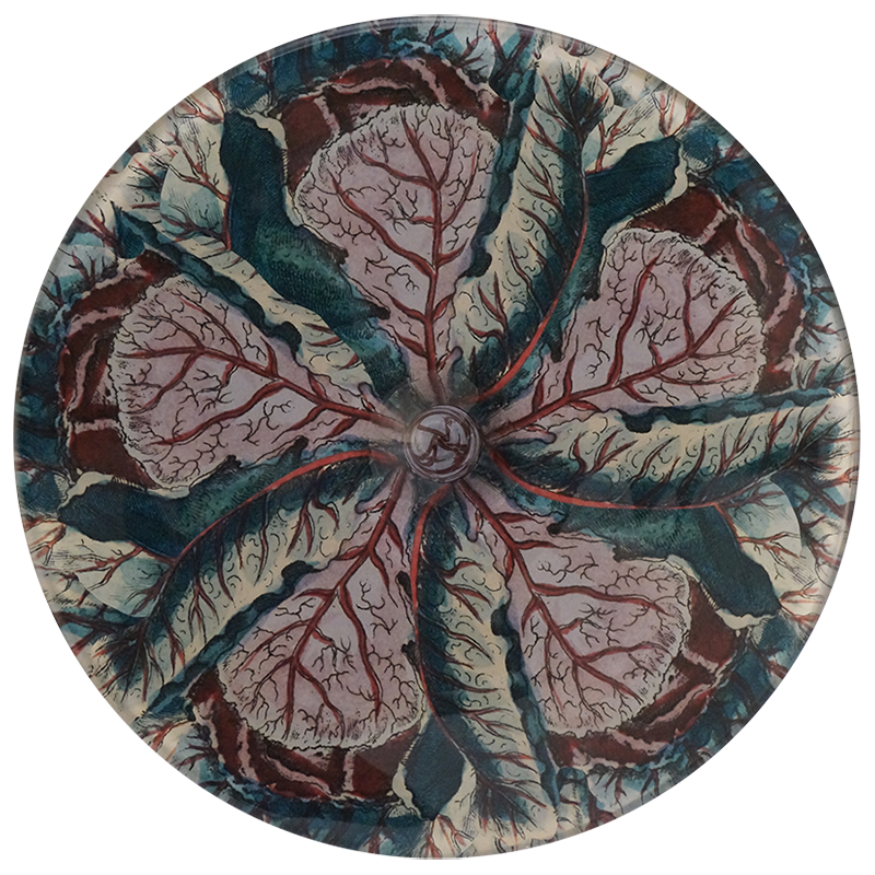 Cabbage Leaf PNG Image - High Resolution Download for Digital Art, Food Blogging & Healthy Eating Graphics