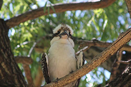 20x30 Inch Laminated Kookaburra Wildlife Poster - Vibrant Colors & High-Quality Imagery - Perfect for Home Decor, Offices & Classrooms - Fits Standard Frames