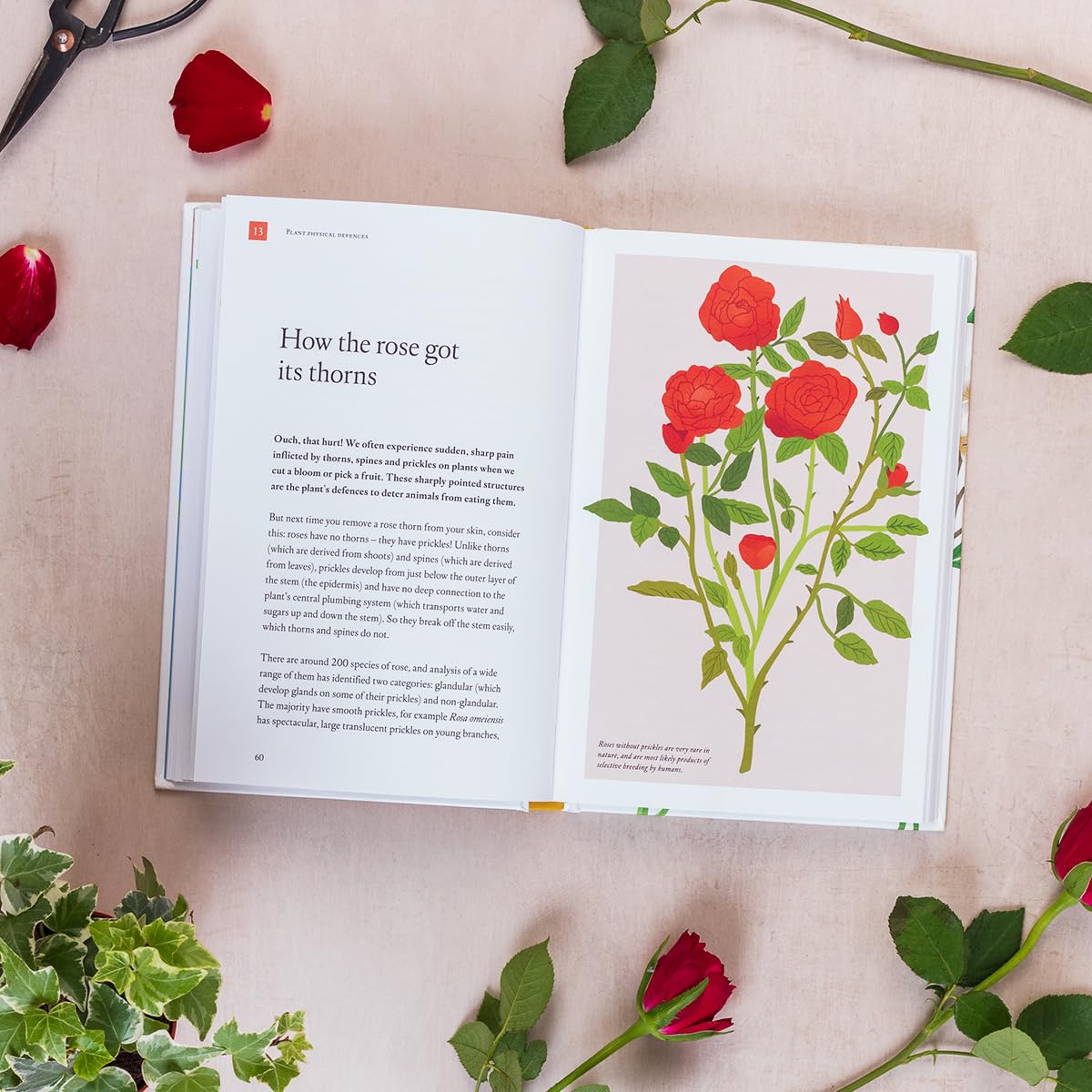 How the Rose Got Its Thorns: Botanical Stories Book - Perfect for Nature Lovers & Garden Enthusiasts