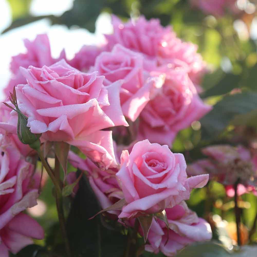Aunt Honey Pink Rose Bush - Heirloom Roses Hardy Live Outdoor Plant for Garden, Landscaping & Home Decor | Perfect for Planting in Flower Beds, Borders & Containers