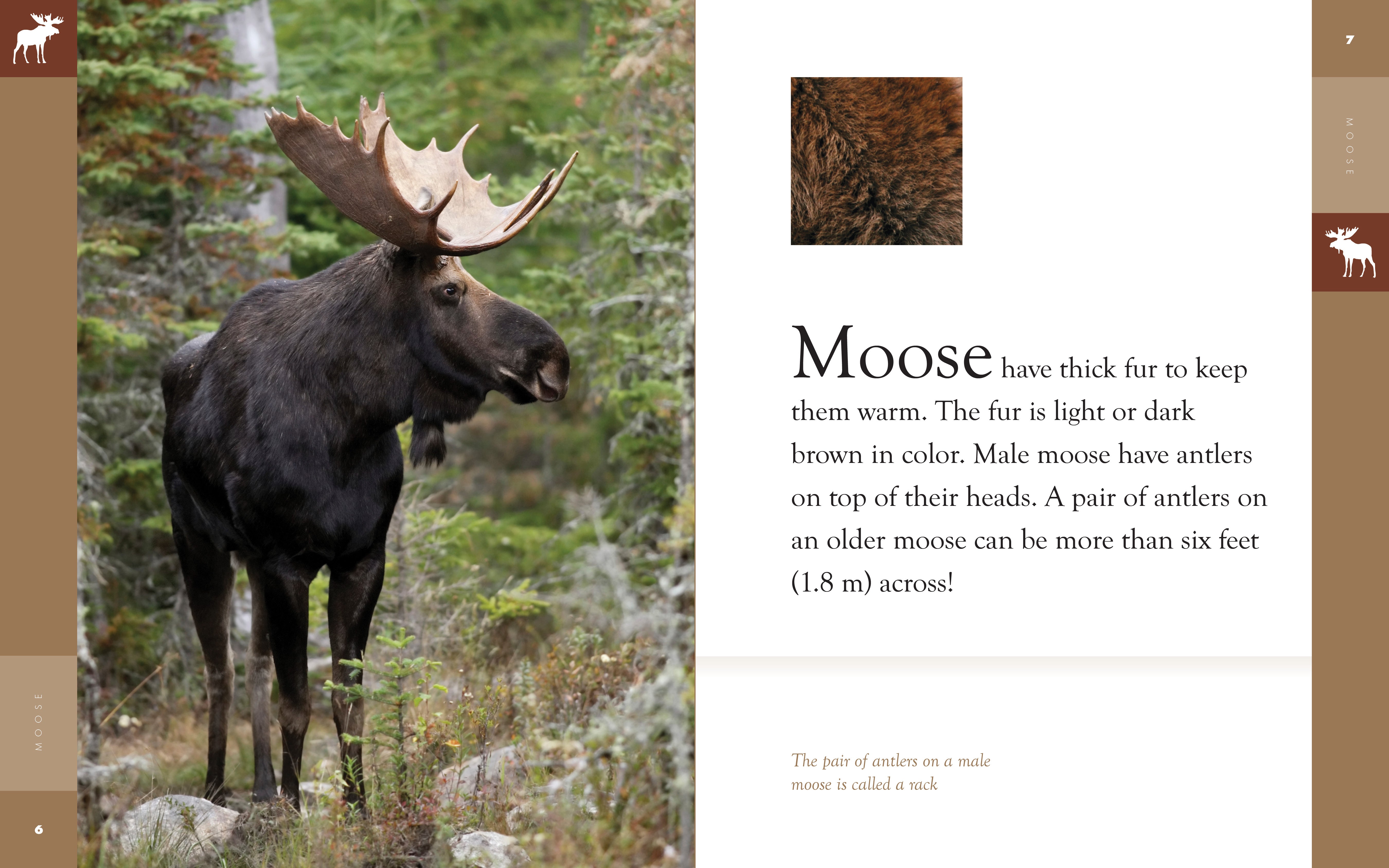 Amazing Animals (2014): Moose - Wildlife Documentary DVD - Perfect for Nature Lovers & Classroom Education