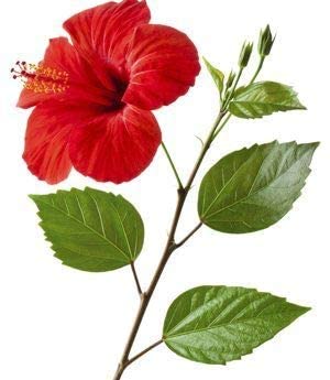 3V PRODUCTS Hibiscus Leaf Powder - Pack of 2x50g - 100% Pure Hibiscus Rosa Sinensis (Sembaruthi) for Hair Growth, Skin Care & Face Masks - Natural Ayurvedic Beauty Treatment for Shiny Hair & Glowing Skin