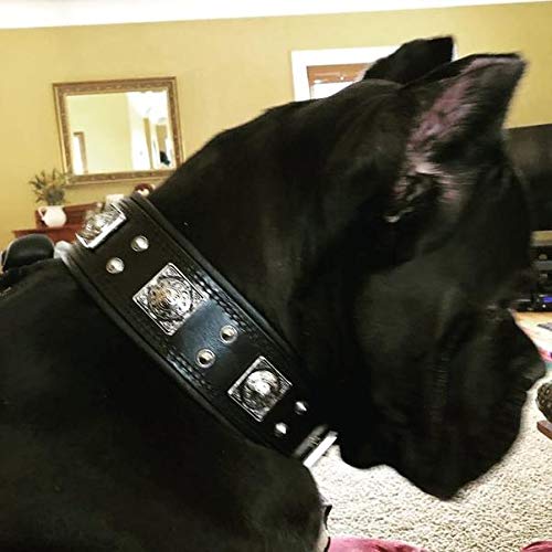 Bestia The Black Eros Collar for Large Dogs - 2.5 Inch Wide Soft Padded Dog Collar for Comfort & Style - Perfect for Training, Walking, and Outdoor Adventures