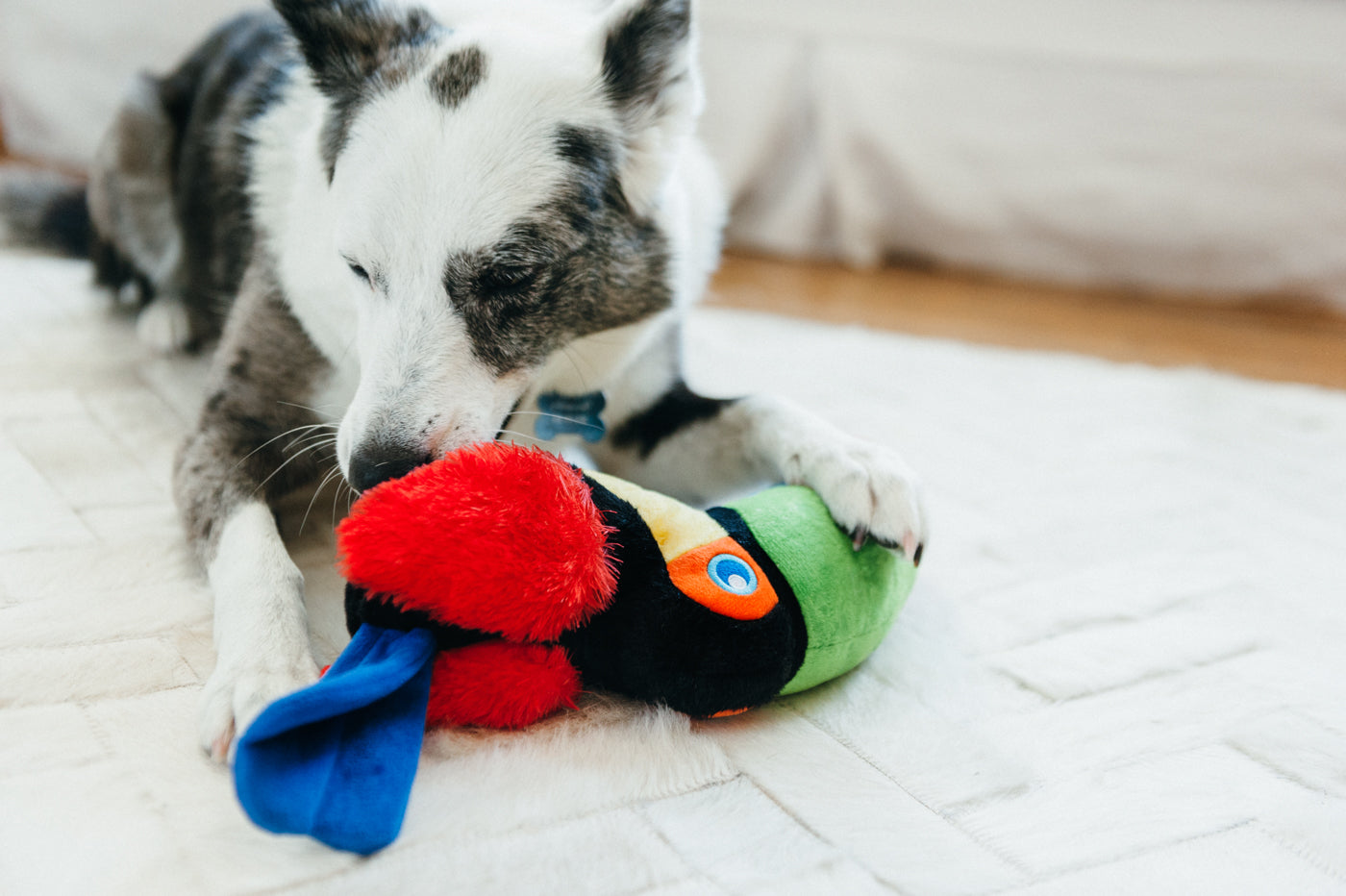 Tito the Toucan Plush Dog Toy - Fetching Flock™ Collection by Pet P.L.A.Y. | Durable & Soft Chew Toy for Small & Medium Dogs | Perfect for Fetch, Cuddling & Interactive Playtime