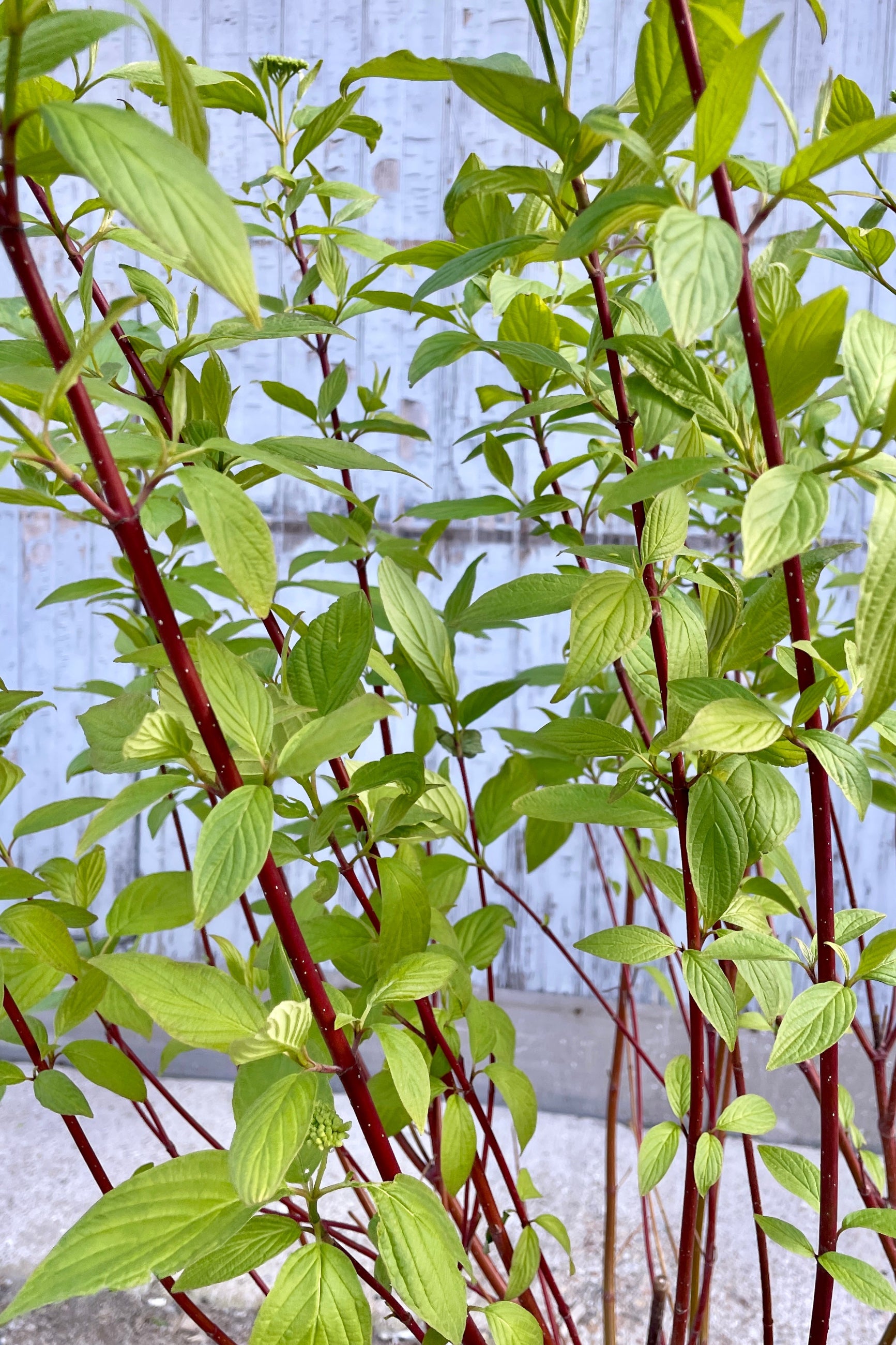 Red Twig Dogwood 'Baileyi' (Cornus sericea) - #5 Container Size | Vibrant Red Stems for Year-Round Garden Interest | Perfect for Winter Landscapes, Hedges & Erosion Control