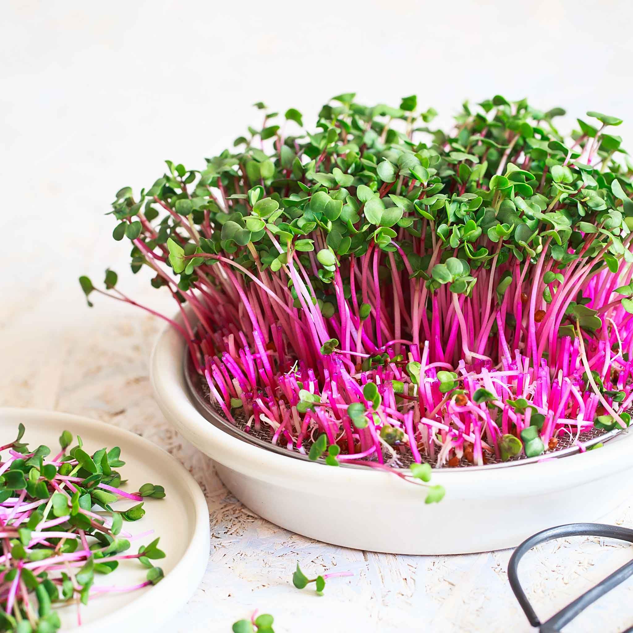 Eden Brothers Red Arrow Radish Seeds for Sprouting - Fast-Growing, Non-GMO, Organic Microgreens - Perfect for Home Gardening, Salads & Healthy Eating
