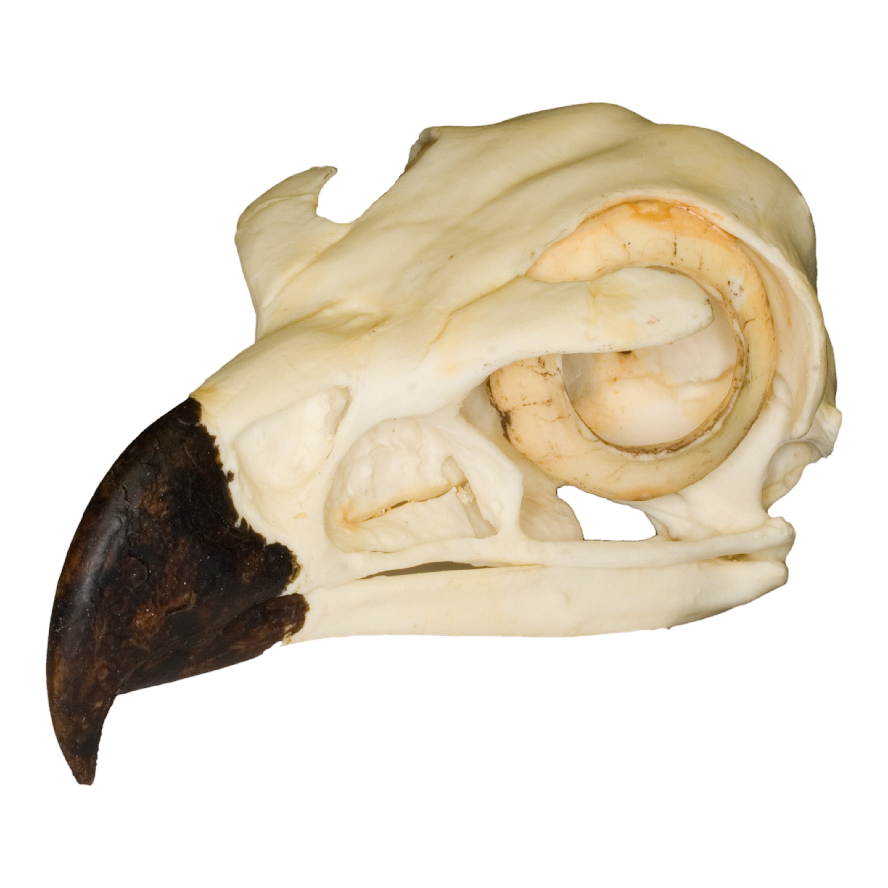 Authentic Replica Golden Eagle Skull - Handcrafted Collectible for Home Decor, Gothic Display & Halloween Props | Perfect for Taxidermy Lovers & Dark Aesthetic Enthusiasts