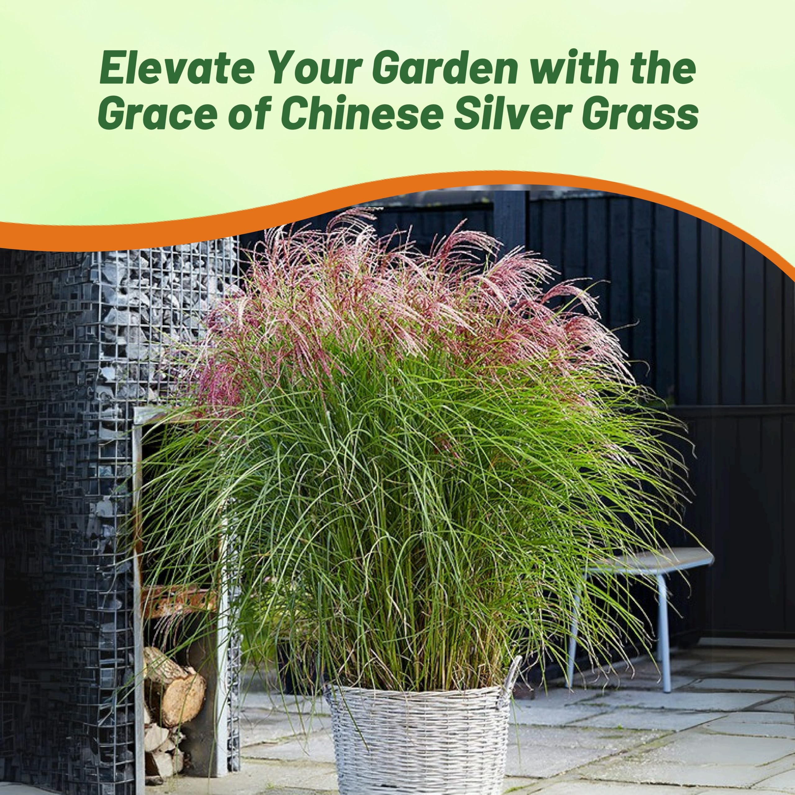 Outsidepride 250 Seeds - Perennial Miscanthus Sinensis (Chinese Silver Grass) Hybrid Ornamental Grass Seeds for Planting - Perfect for Landscaping, Garden Borders & Erosion Control
