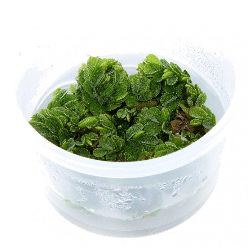 Dennerle Salvinia Auriculata TC - Floating Aquarium Plant for Fish Tanks | Easy Care Live Aquatic Plant for Freshwater Aquariums | Perfect for Shrimp Tanks and Natural Aquascaping