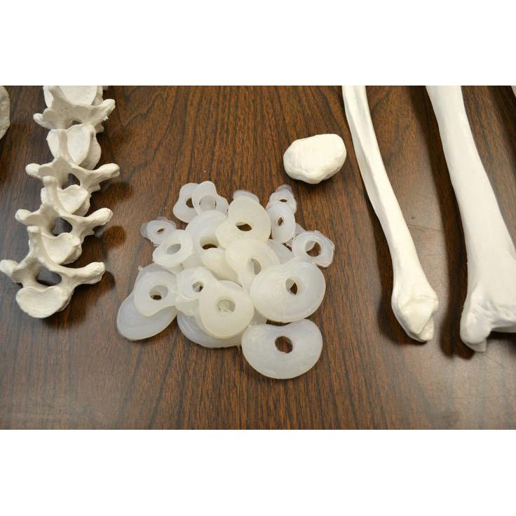 Full Disarticulated Human Skeleton Model - Anatomical Study Specimen for Medical Education & Science Classroom Demonstration
