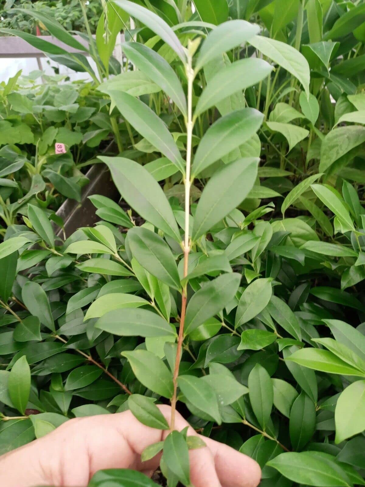 Cherry of The Rio Grande Tropical Fruit - Exotic Sweet Flavor for Smoothies, Desserts & Healthy Snacks | Fresh & Organic