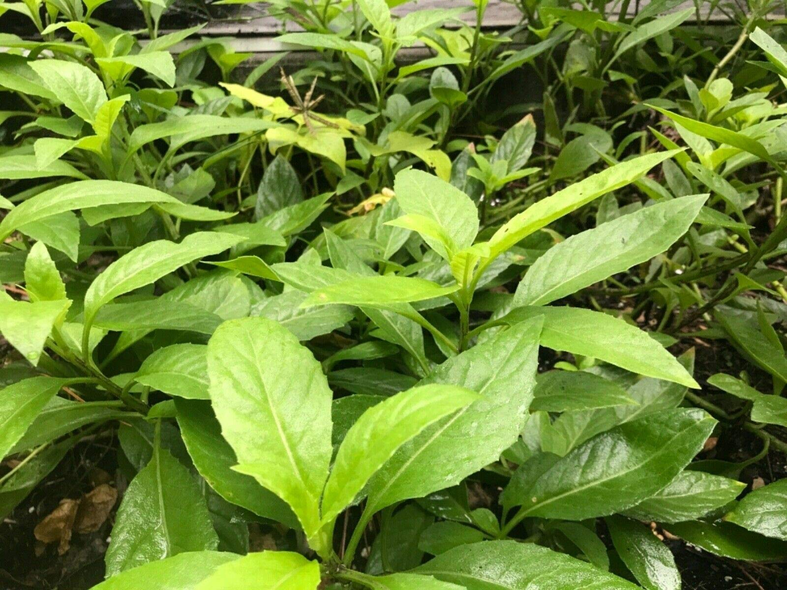 Longevity Spinach Live Plants (Gynura Procumbens) - 4 Inch Healthy Starter Plants for Indoor Herb Garden, Medicinal Tea & Asian Cooking