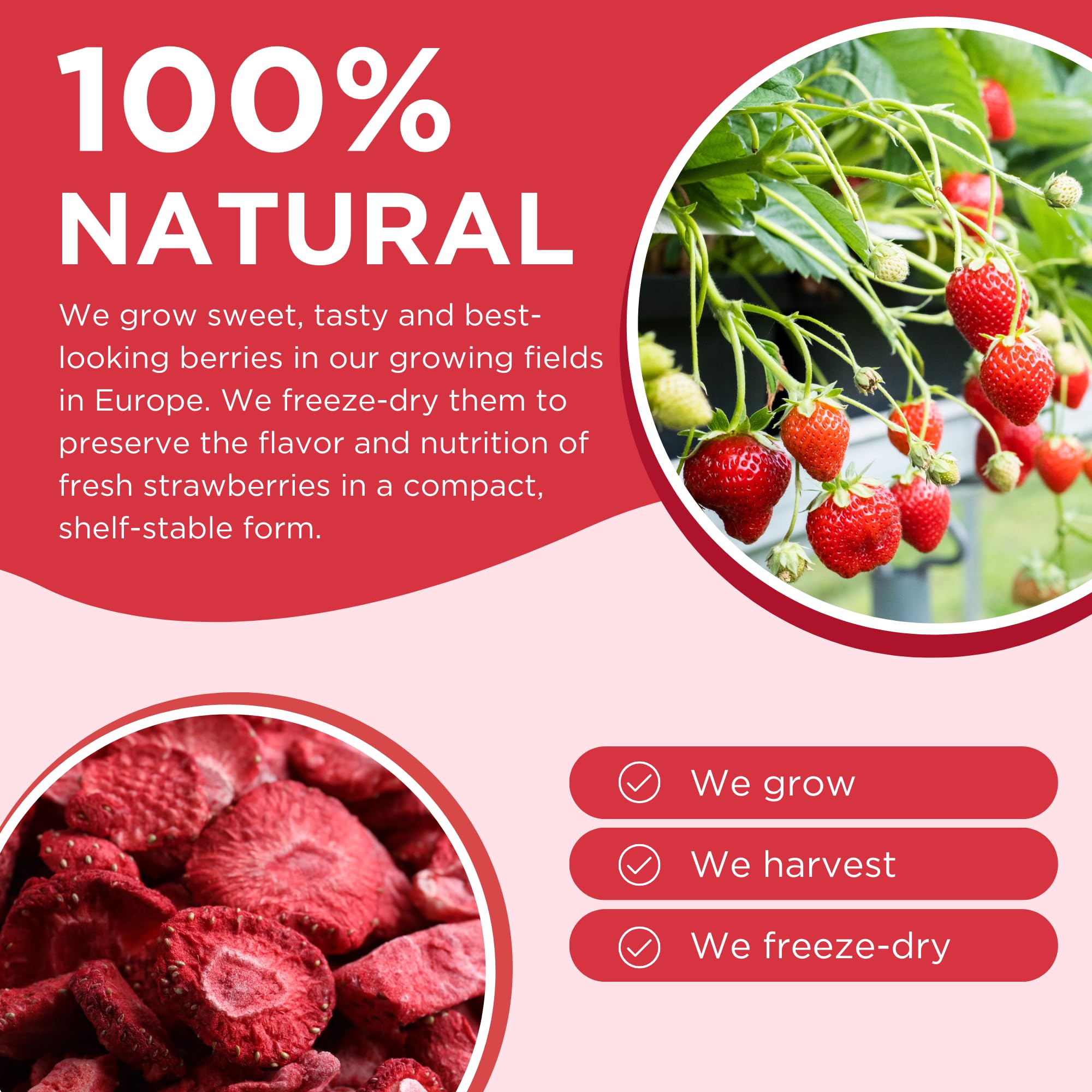 Freeze Dried Strawberry Powder 1.76oz - 100% Natural, Sugar-Free, Gluten-Free, Vegan for Baking, Smoothies & Desserts - Sustainably Grown Strawberries for Healthy Recipes & DIY Beauty Masks