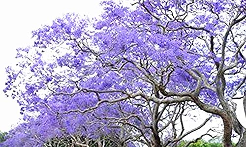 25 Blue Jacaranda Tree Seeds (Jacaranda Mimosifolia) - Premium Bonsai & Garden Planting - Fast Growing Flowering Tree for Landscaping, Patio Decor & Tropical Gardens