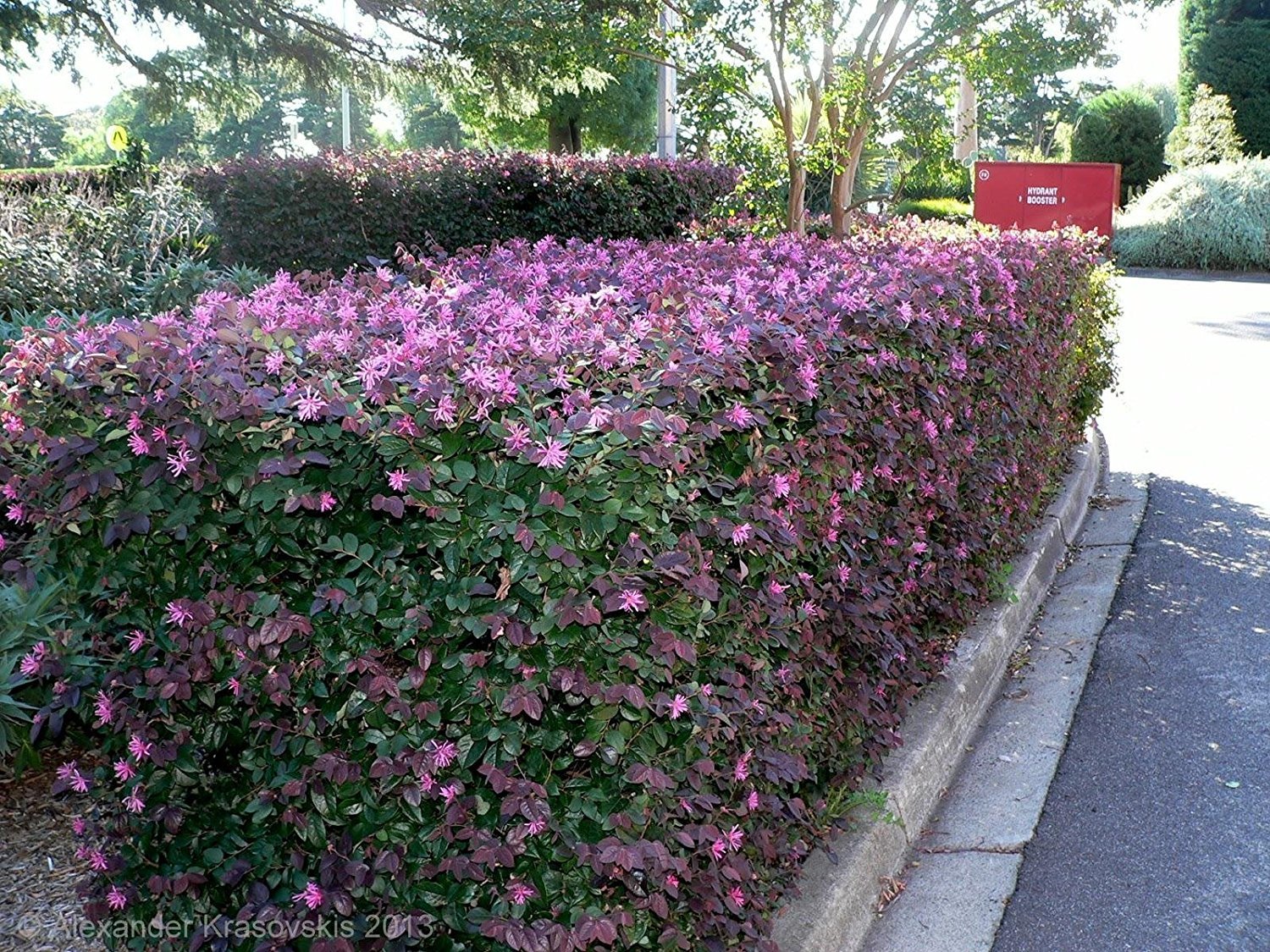 Loropetalum Chinese Fringe Flower 'Plum Delight' - 40 Live Flowering Plants for Landscaping, Garden Borders & Outdoor Decor