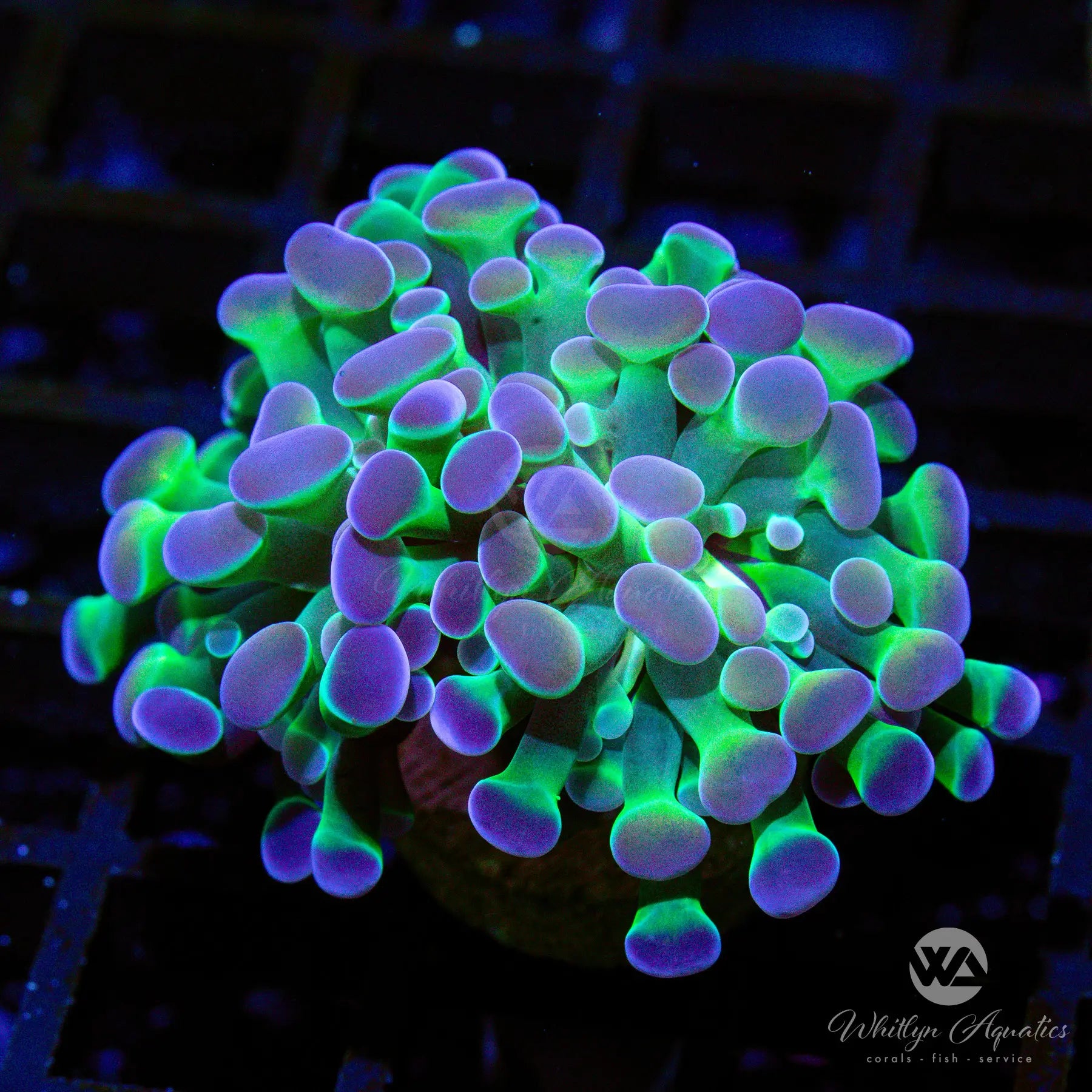 B9 Branching Hologram Hammer - 3D Holographic Projection Tool for DIY, Science Experiments & Home Decoration | Perfect for STEM Education, Party Effects & Creative Gifts