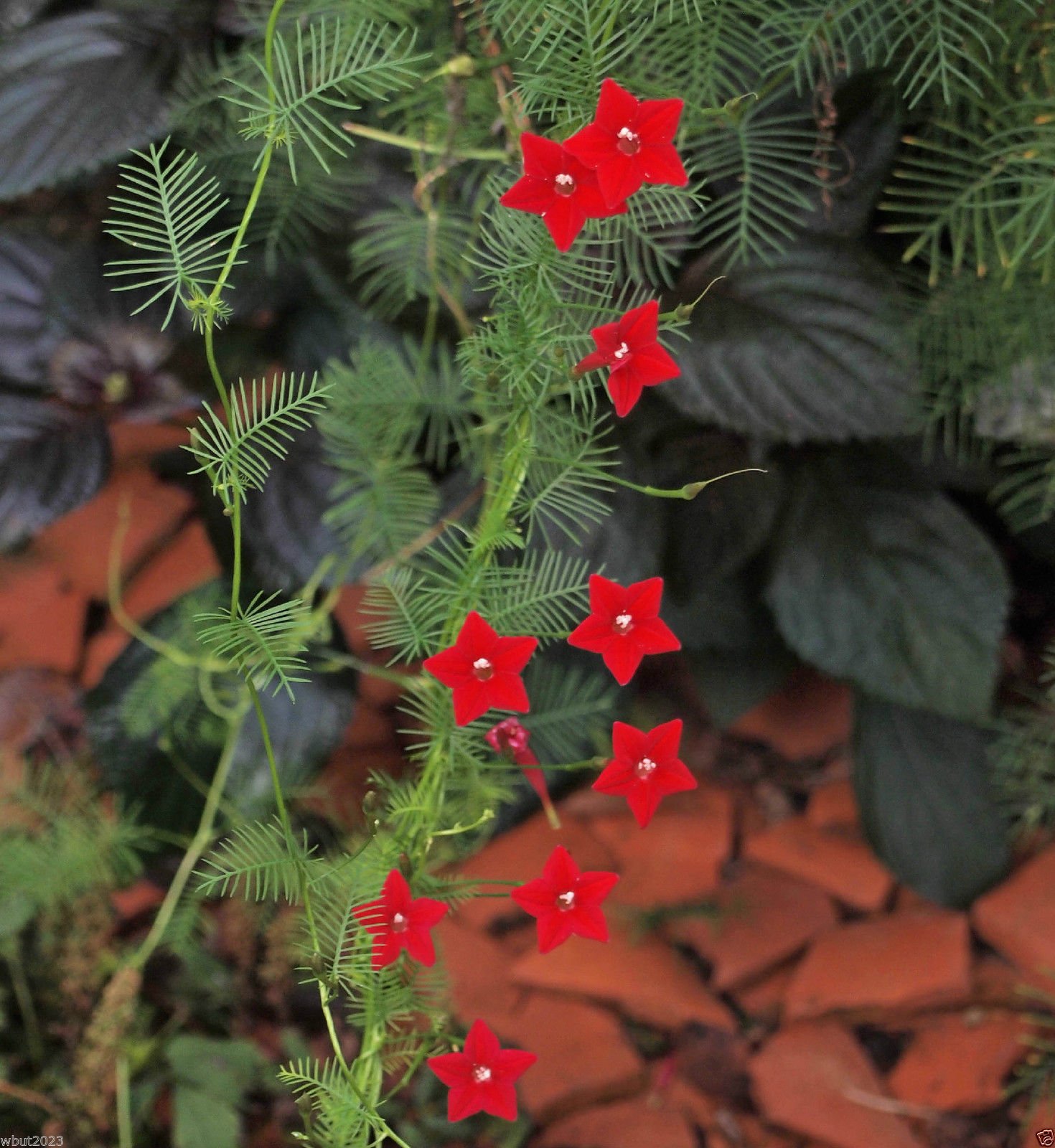 Cypress Vine Seeds - 20+ Seeds Mix (Red, Rose, White) - Ipomoea Pennata - Fast Growing Flowering Vine for Garden Trellis, Fence & Wall Decoration