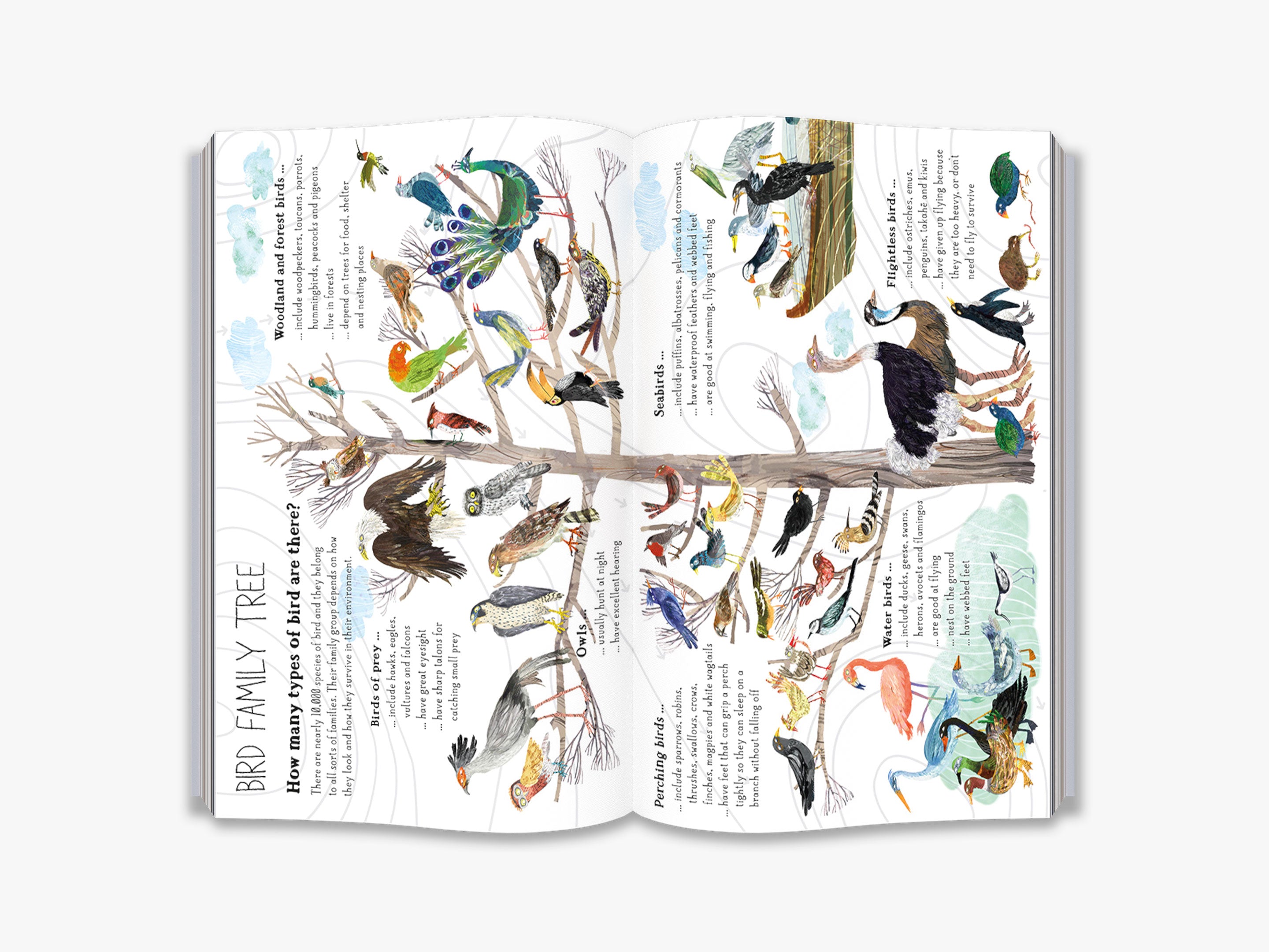 The Big Book of Birds - Illustrated Educational Guide for Kids & Adults | Perfect for Homeschooling, Nature Study & Birdwatching Adventures