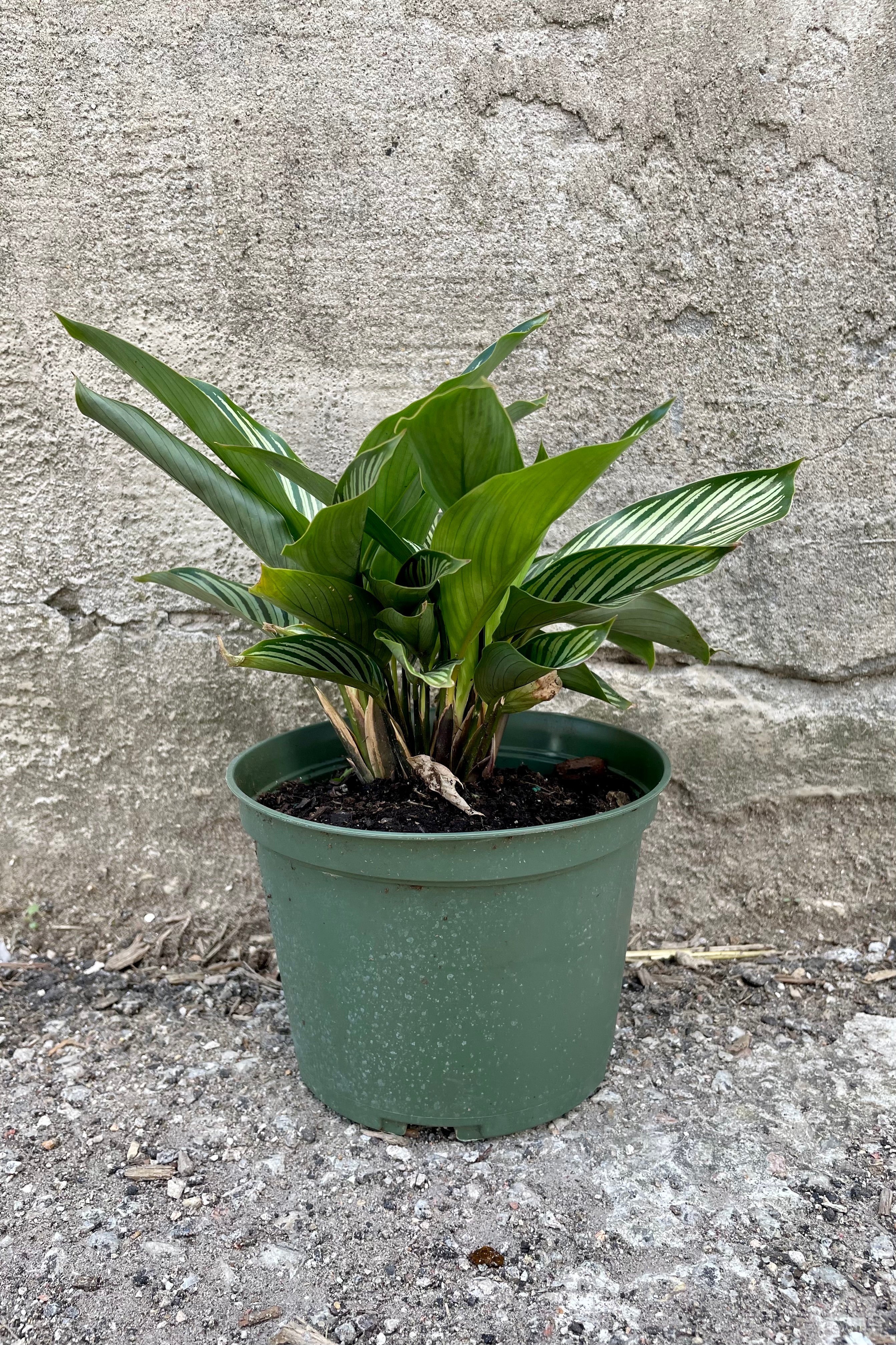 Calathea elliptica 'Vittata' - 6 Inch Live Prayer Plant with Striking Striped Leaves | Perfect for Home Office Decor, Indoor Houseplant Gift, and Low Light Spaces