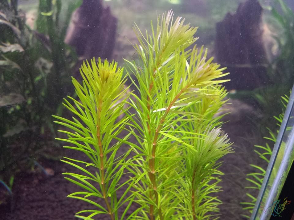 TCulture Rotala Mexicana Bangladesh Aquatic Plant for Aquarium - Live Freshwater Plant for Fish Tank Decoration, Aquascaping & Planted Tanks
