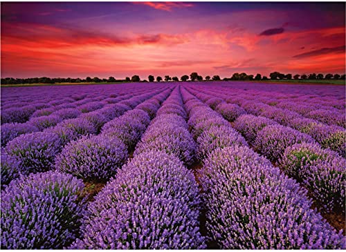 Lavender Field