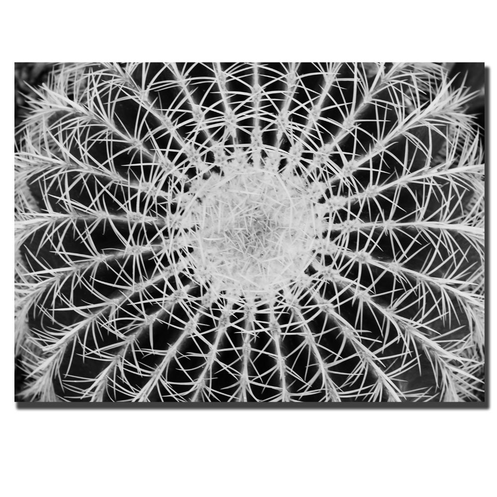 Trademark Fine Art Kurt Shaffer Desert Cactus Wall Art - Stunning Canvas Print for Southwestern Home Decor & Office Wall Decor