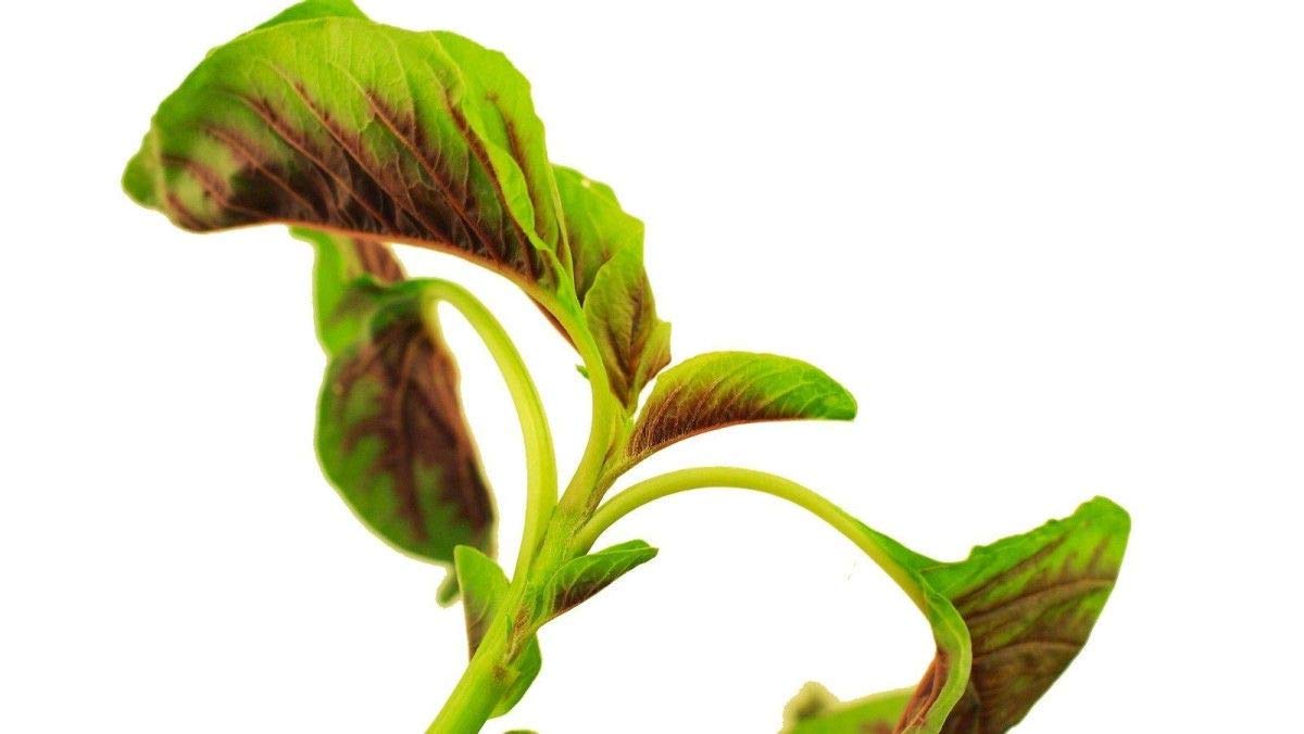 High-Protein Iron & Vitamin-Rich Seeds - More Calcium Than Milk (25 Seeds) | Perfect for Smoothies, Salads & Healthy Snacks