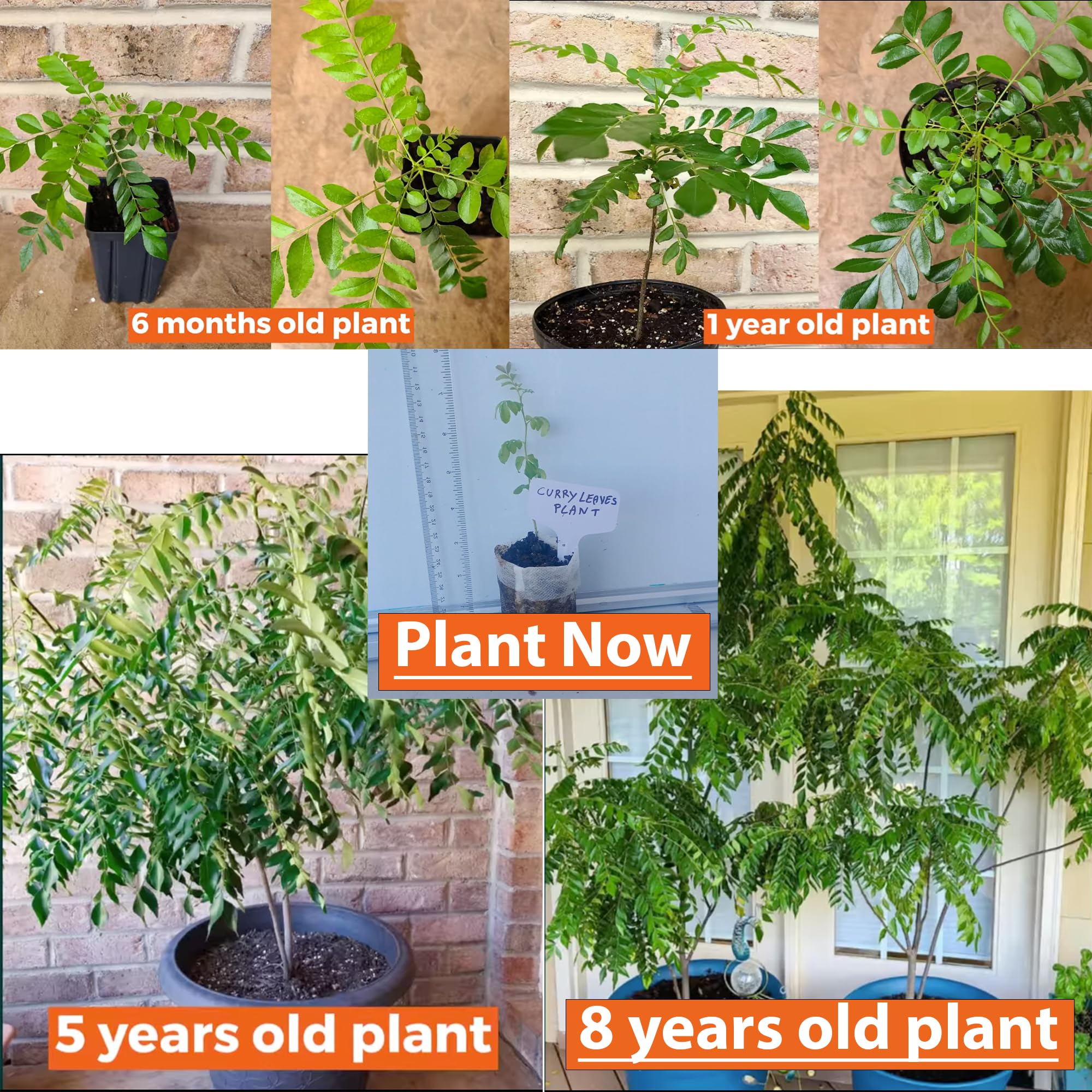 Curry Leaf Plant (Murraya Koenigii) - Live Fragrant Edible Herb for Indian Cooking | Easy to Grow Indoor/Outdoor | Perfect for Curry, Chutneys & Ayurvedic Recipes