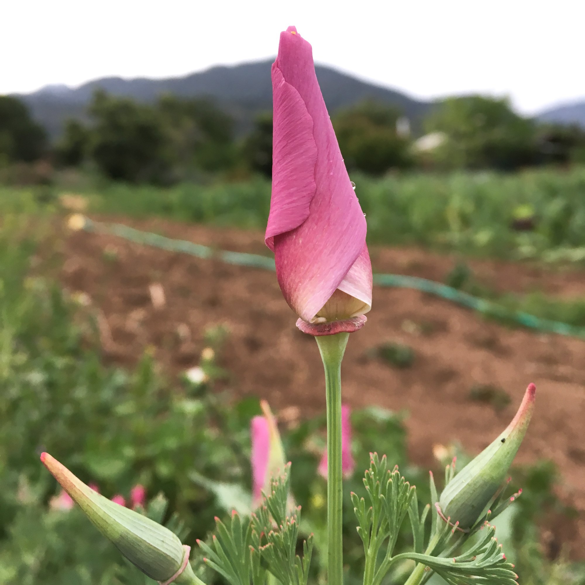 Purple Gleam California Poppy Seeds for Planting - 200 Seed Packet of Annual Wildflowers | Garden, Landscaping & Pollinator-Friendly Flower Seeds