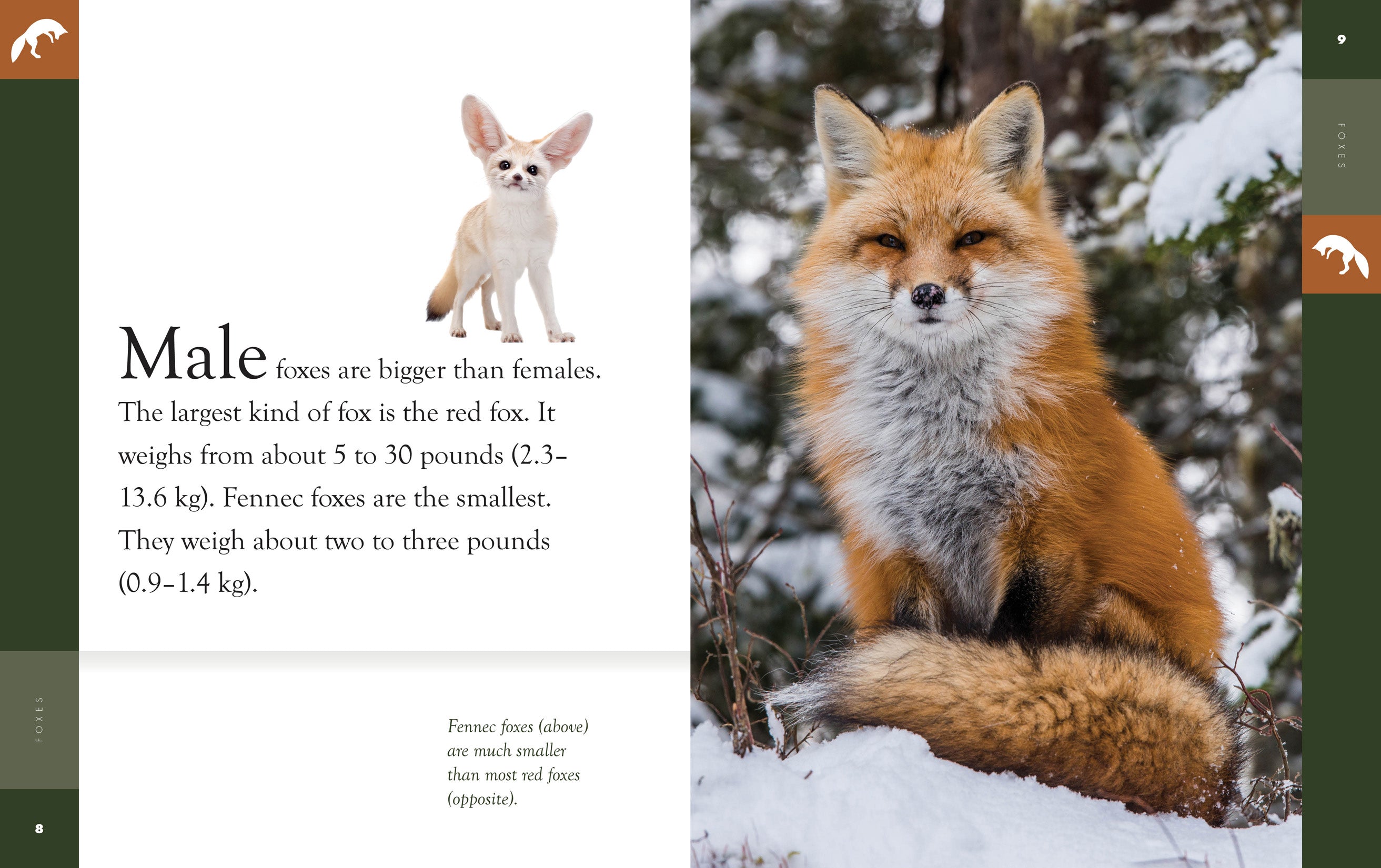 Foxes Book 9781640265111 - Wildlife Nature Guide for Kids & Adults - Perfect for Education, Gifts & Animal Lovers