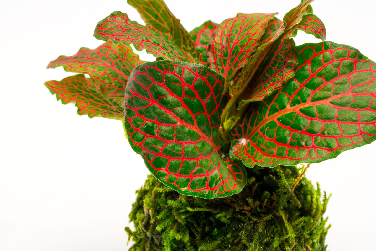 Fittonia Albivenis Nerve Plant in Christmas Moss Clay Ball - Perfect for Terrariums, Home Decor & Office Plants