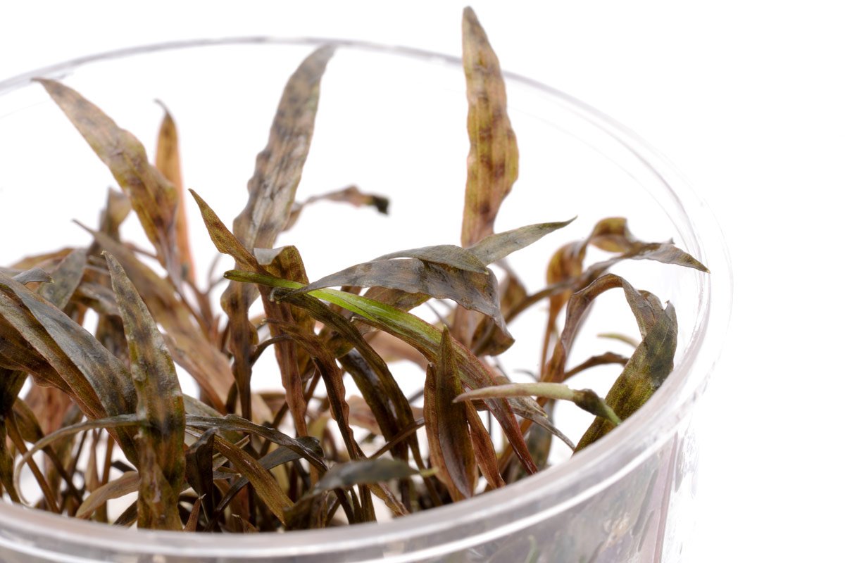 Cryptocoryne Nurii Live Aquarium Plant - Rare Aquatic Plant for Fish Tanks & Aquascaping | Perfect for Freshwater Aquariums, Shrimp Tanks & Planted Tanks
