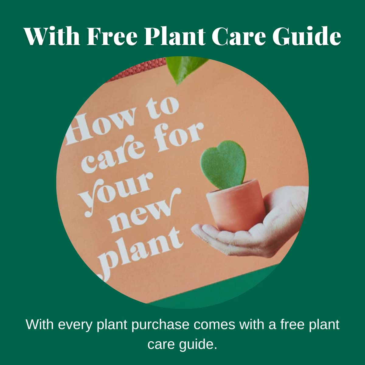 Peperomia 'Green Bean' Live Indoor House Plant - 4