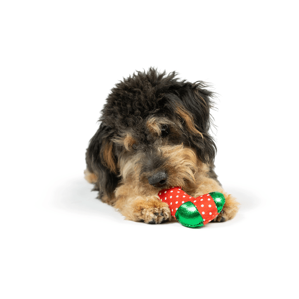 Premium Huxley & Kent Tiny Tuff Ugly Sweater Dog Toy - Durable Chew Toy for Small & Medium Dogs - Perfect for Christmas Parties, Pet Birthdays & Playtime