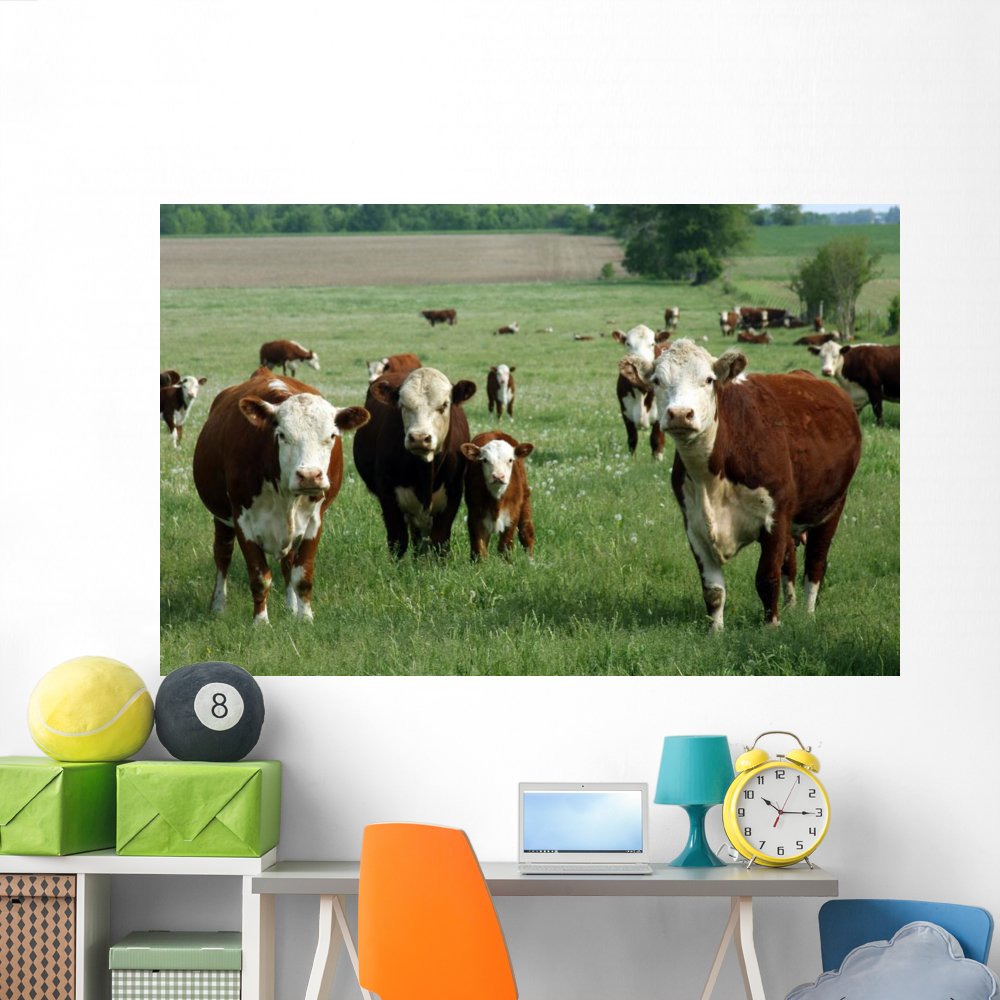 Wallmonkeys Baby Hereford Calf Peel and Stick Wall Mural - 72x46 Inch Removable Wall Decal (WM331606) for Nursery, Kids Room & Farmhouse Decor