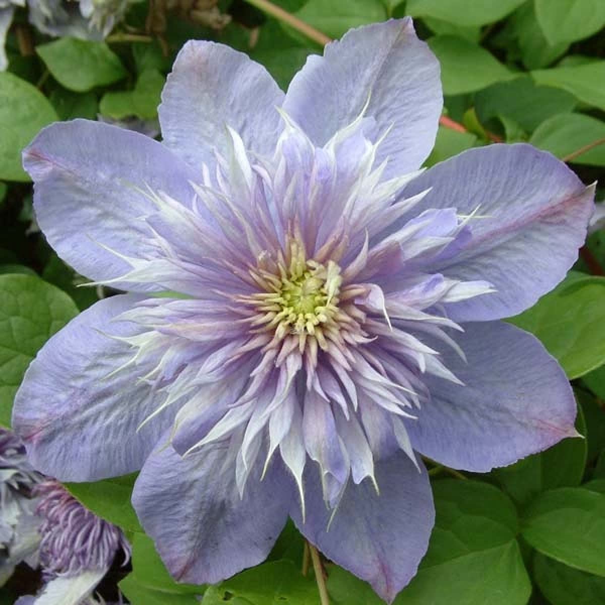Clematis 'Vanso' Blue Light - 5 Live Starter Plants in 4 Inch Growers Pots - Violet Blue Flowering Vine for Garden Landscaping - Perfect for Trellises, Fences & Container Gardening