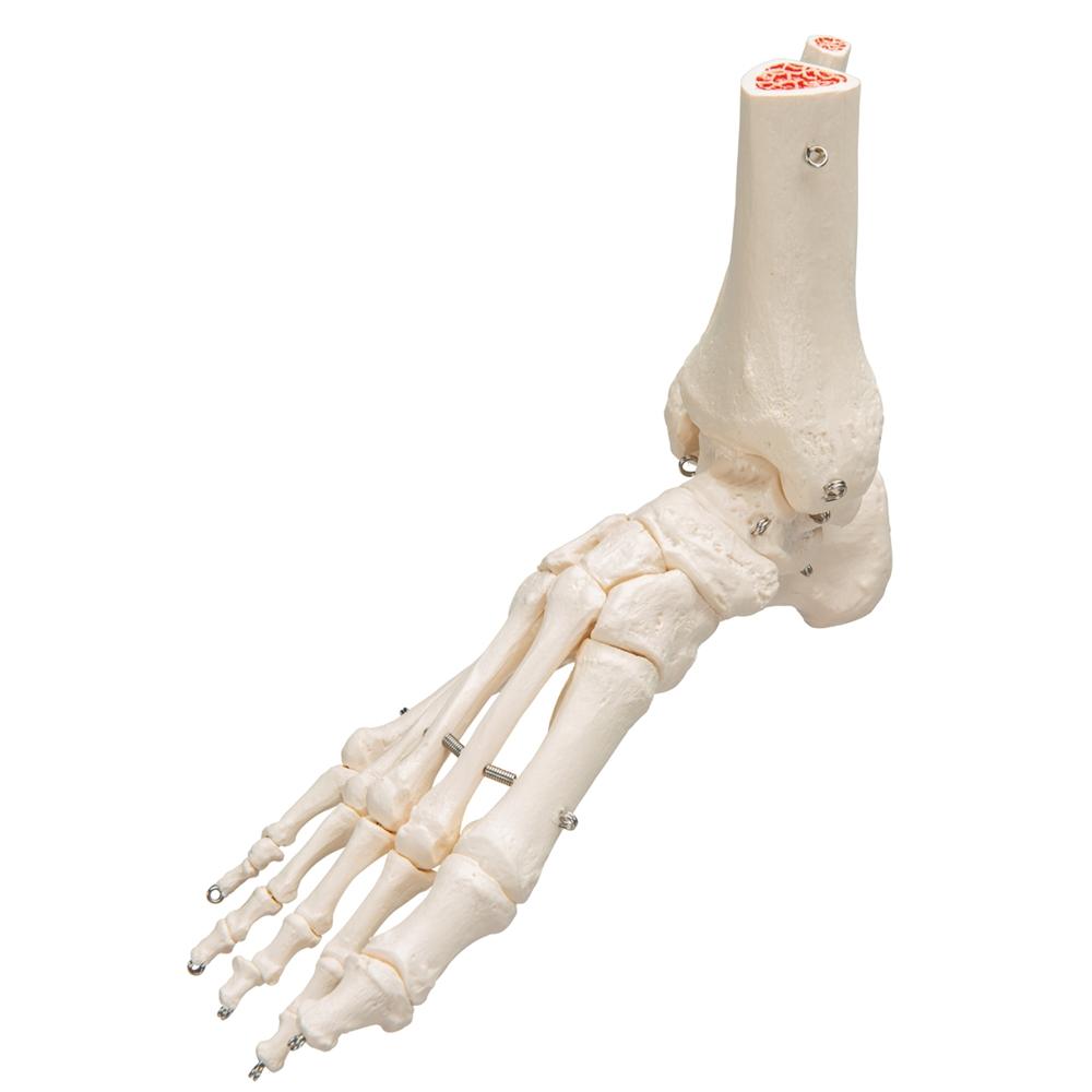 Human Foot and Ankle Skeleton Model - Anatomical Study Tool for Medical Students, Doctors & Physical Therapists - Perfect for Classroom, Clinic & Home Study