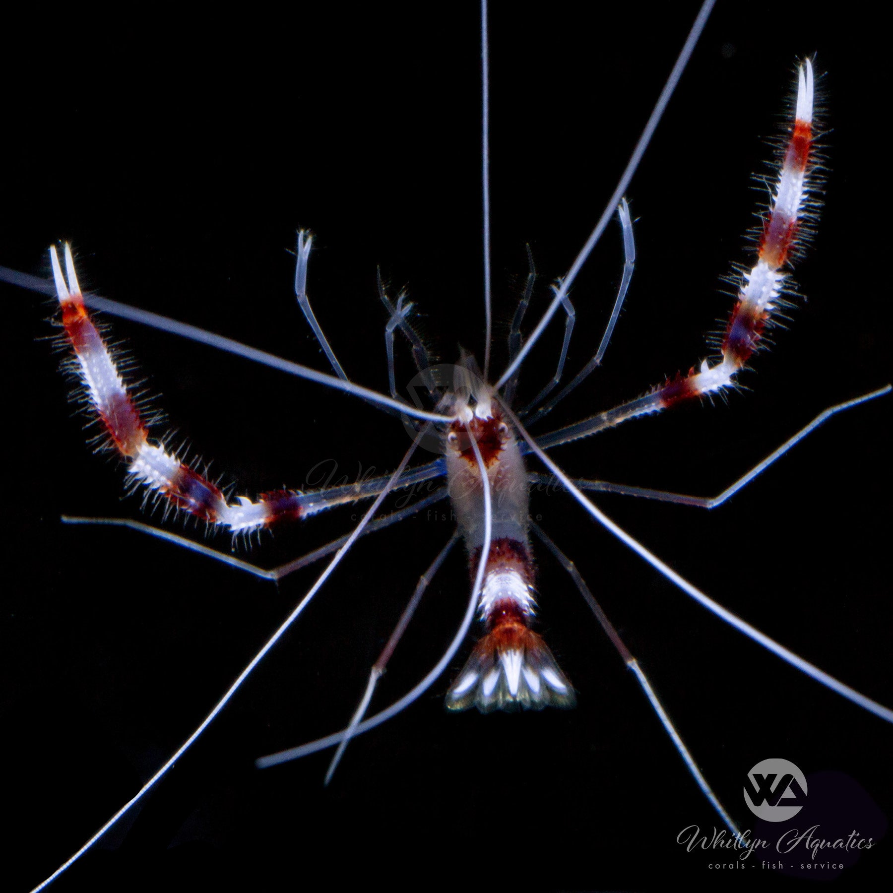 Coral Banded Boxer Shrimp (Stenopus hispidus) - Saltwater Cleaner Shrimp for Reef Aquariums | Perfect for Marine Tank Cleaning and Algae Control