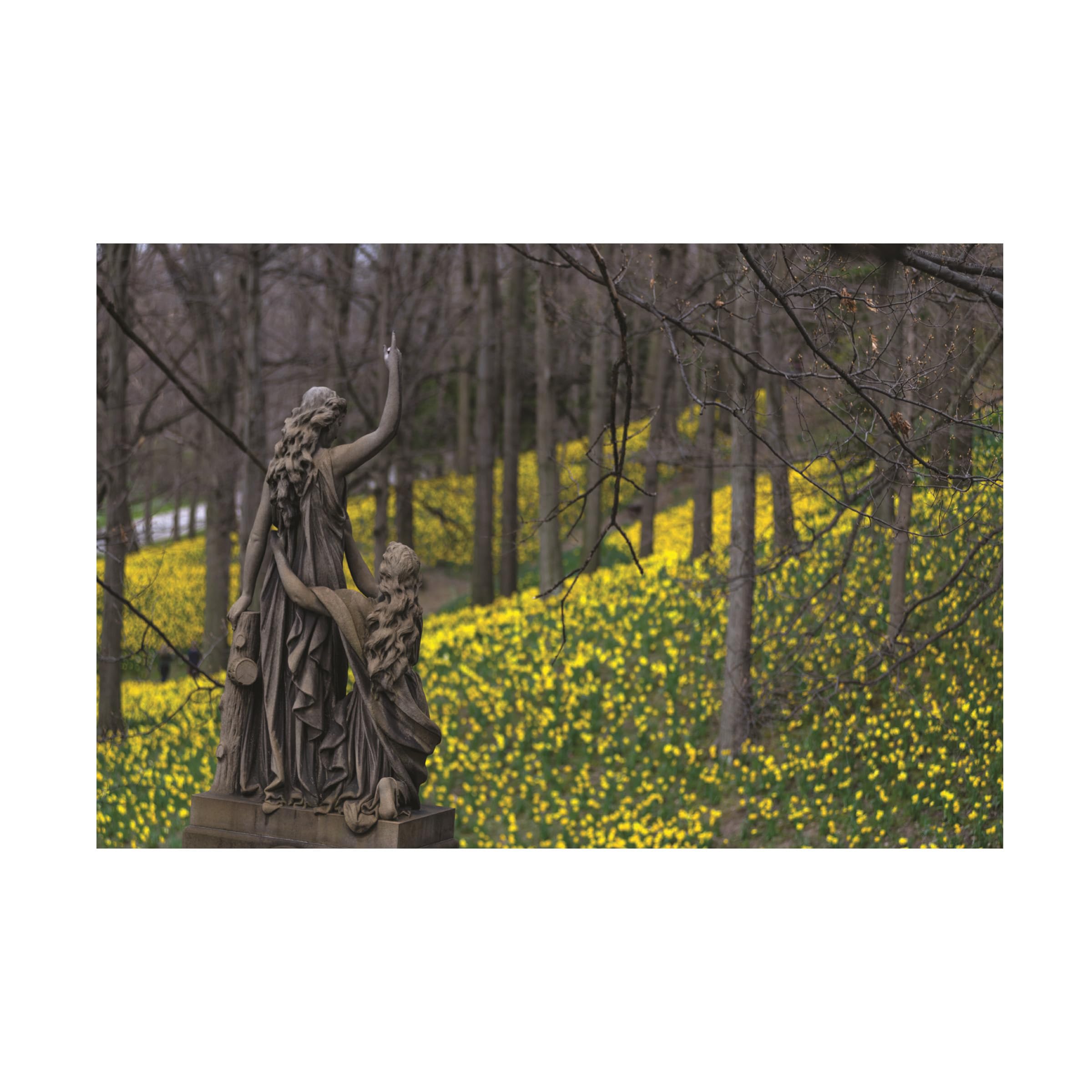 Kurt Shaffer 'Dominion Over Daffodils' Canvas Wall Art Print - Floral Photography Home Decor for Living Room, Bedroom & Office