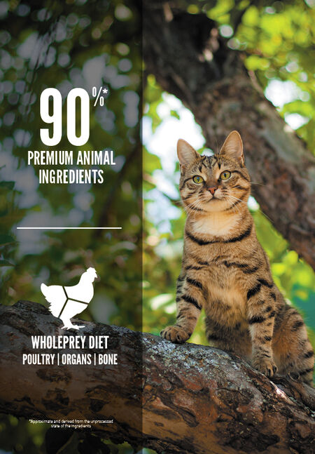 Premium Grain-Free Cat Food with Free-Run Chicken, Wild-Caught Salmon & Rabbit - High Protein Dry Food for Adult Cats - Made in USA - Ideal for Indoor & Outdoor Cats with Sensitive Stomachs